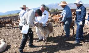 Gobierno inicia programa de desparasitación de ganado que sube a las veranadas argentinas 