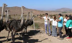 Crianza de avestruces: Un innovador emprendimiento en la Región de Coquimbo
