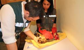 Tras 10 días de tratamiento liberan a tucúquere encontrado herido en Región de Coquimbo