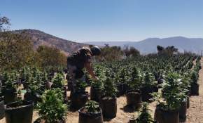 Carabineros decomisa más de 11.000 plantas de marihuana en Región de Coquimbo