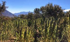 Incautan miles de plantas de marihuana en Región de Coquimbo: Un detenido