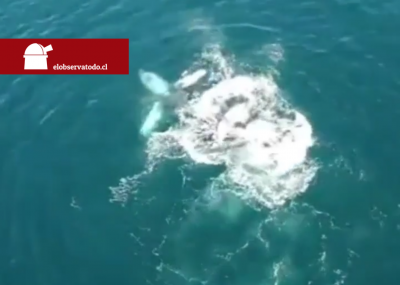 Varias ballenas fueron vista en la costa coquimbana este 2022. 